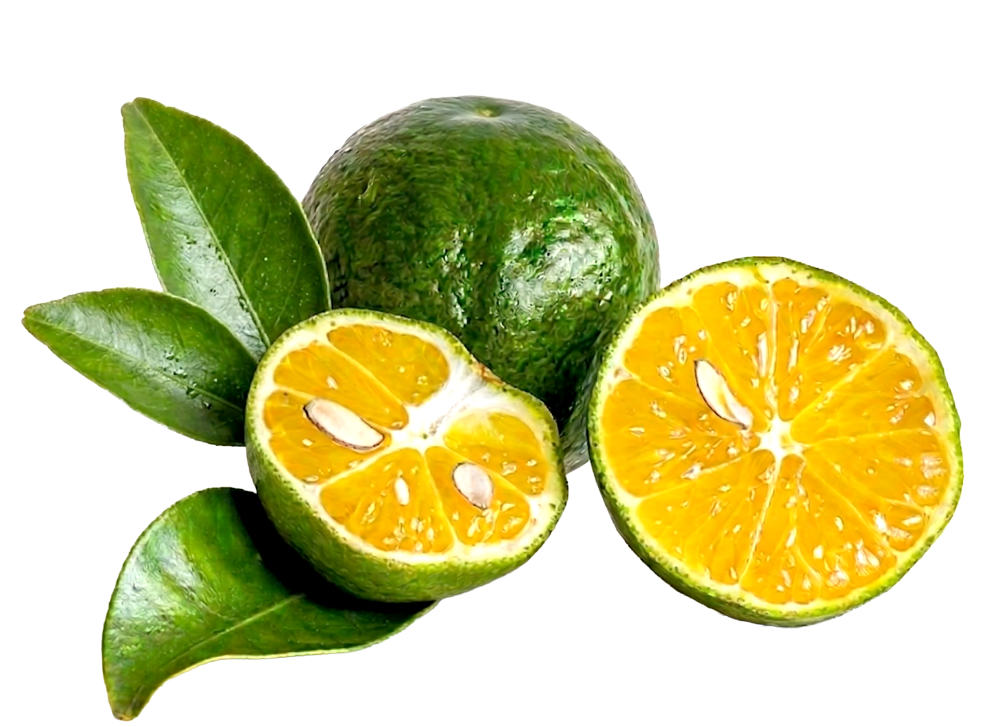 Shikuwasa citrus fruit